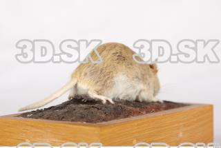 Mouse-Mus musculus 0010